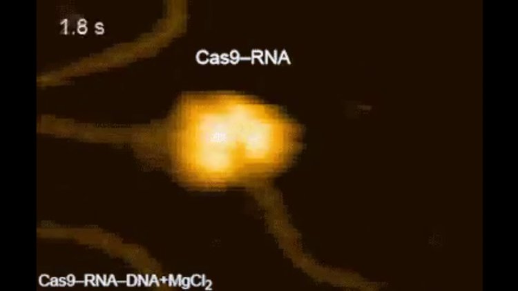CRISPR tekniği ile DNA editlemesi