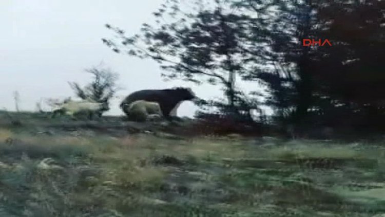 Çoban köpekleri ayıları böyle kovaladı!