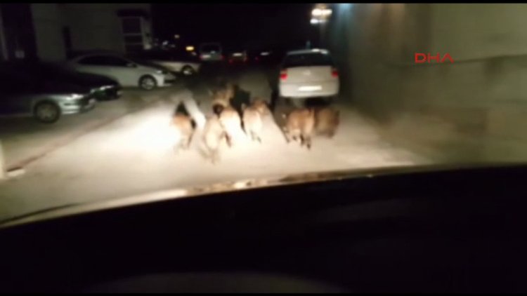 Kuşadası'na domuz sürüsü indi