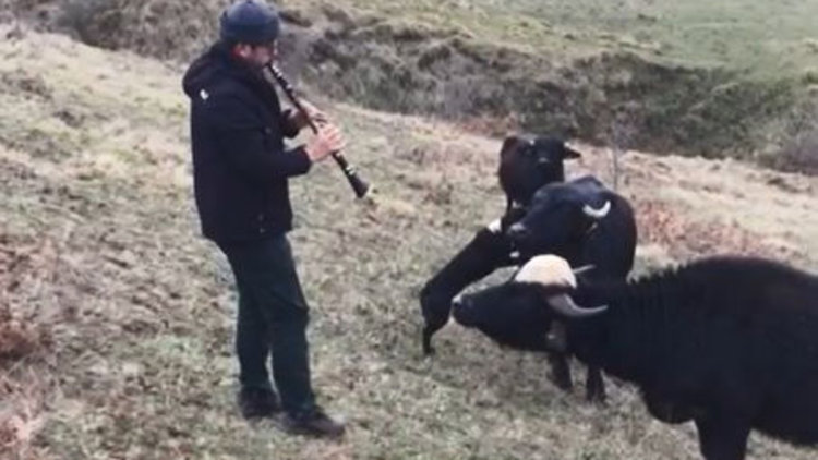 Mandalara klarnet çalıyor