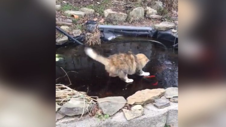 Bu Kedi balık tutmaya kararlı!