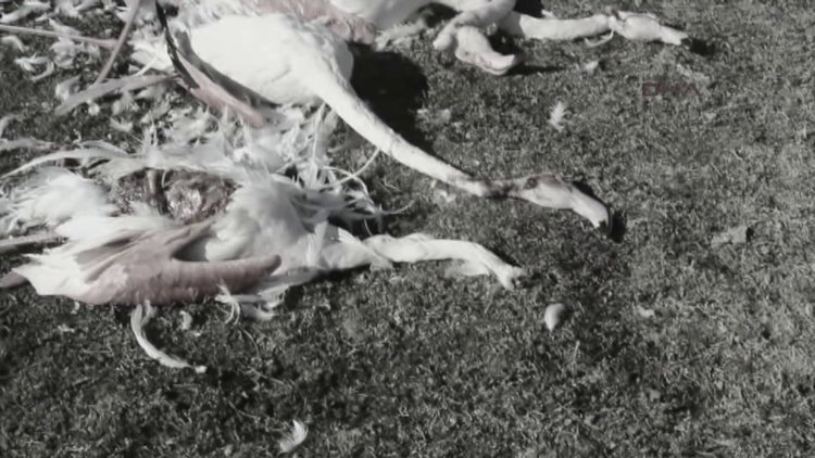 Akgöl Sazlığı'nda flamingo katliamı