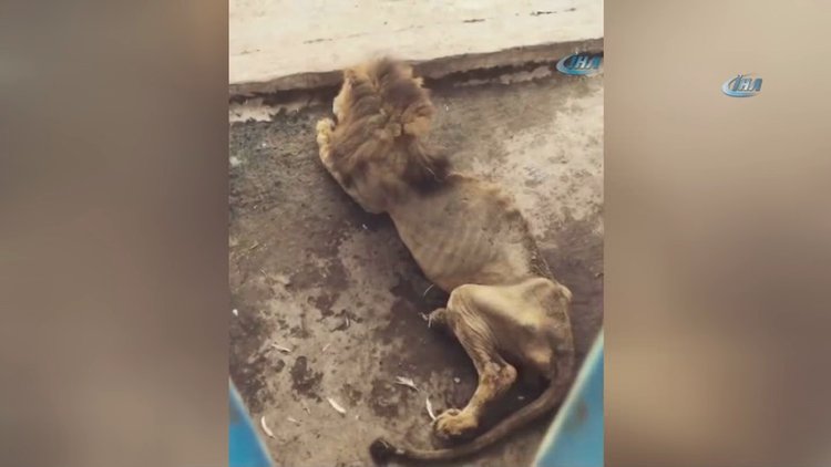 Bangladeş'teki aslanın görüntüsü yürekleri burktu