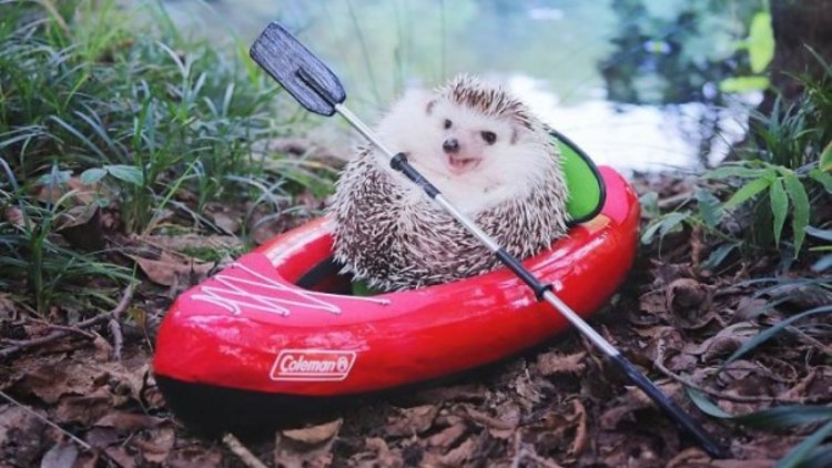 Sevimli Kirpi Azuki'nin Kamp Günlüğü