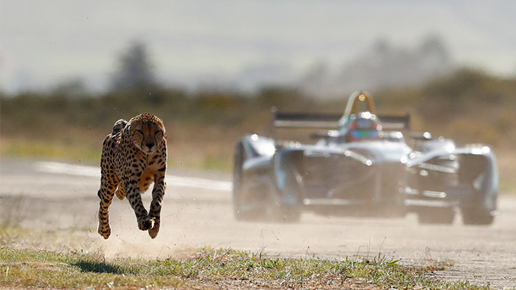 Formula aracı çita ile yarıştı