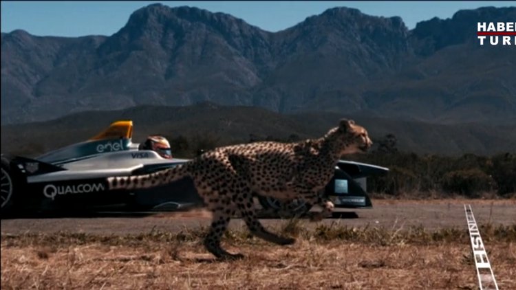 Çita Formula 1 aracıyla yarıştı!