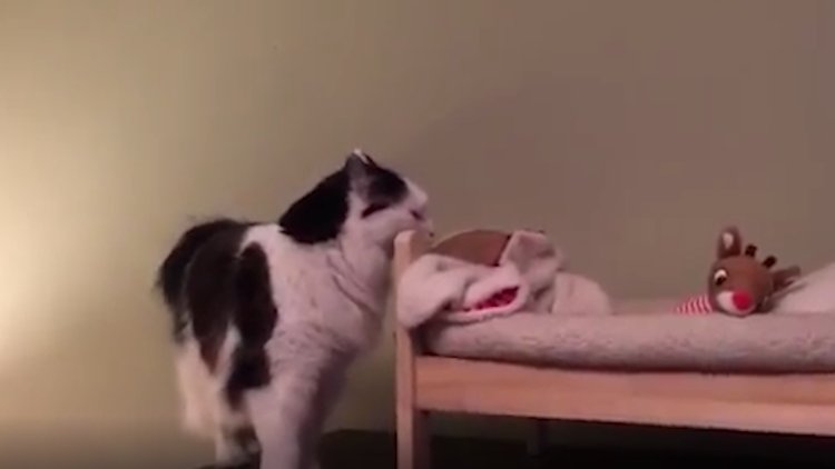 Güzel rahat bir yatak onların da hakkı