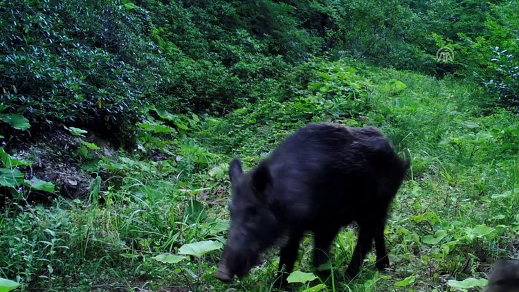 Düzce'de "fotokapan"la görüntülendi!