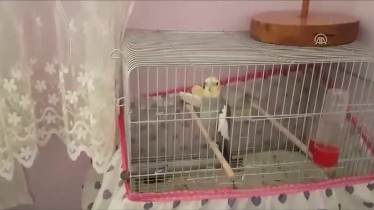 Sultan papağanından "Ölürüm Türkiyem" şarkısı