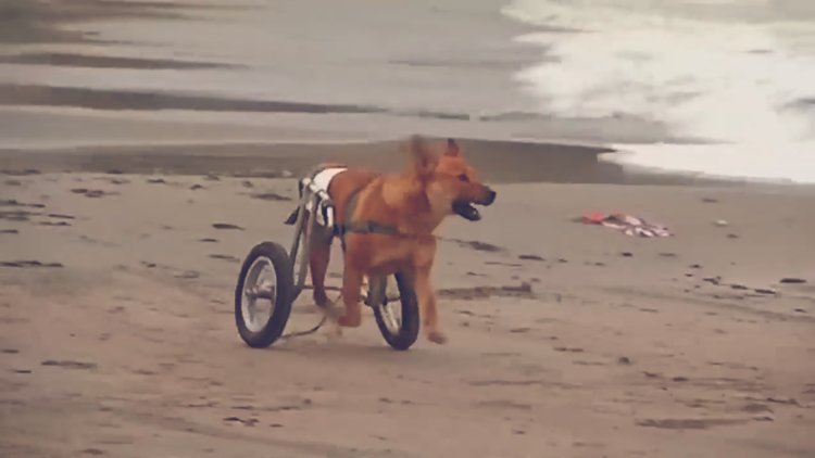 3 Aralık Dünya Engelliler Gününde onları da hatırlayalım