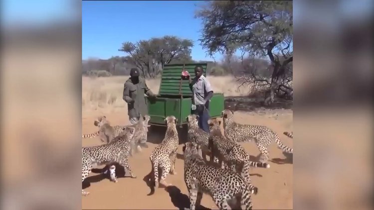 Çitaları elleriyle besledi