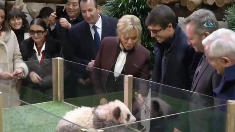 Yavru panda, Brigitte Macron'a saldırdı