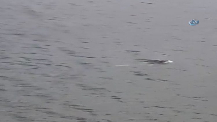 Kuşadası Milli Parkı'nda Akdeniz Foku görüntülendi