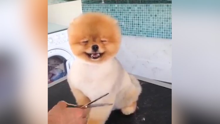 Traş edilirken mutlu olan şirin köpek