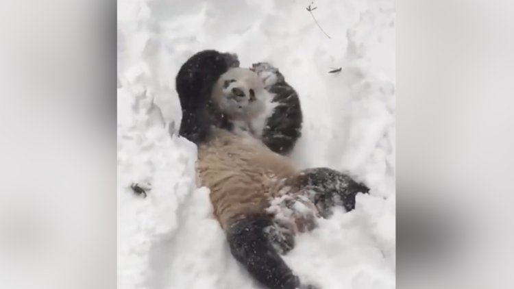 Sevimli panda karda oyun oynuyor