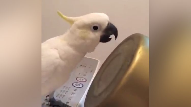 Papağanın kahkahası