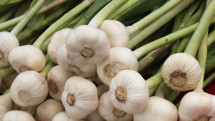 Sarımsak kokusu nasıl giderilir?