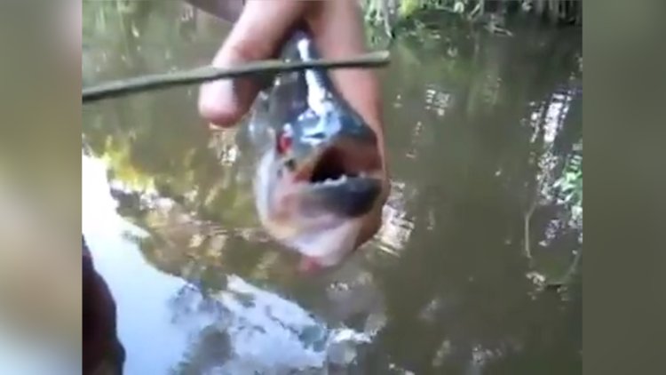 Pirana ısırığının gücü