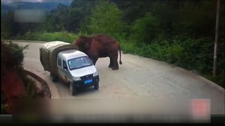Fil araçlara saldırdı