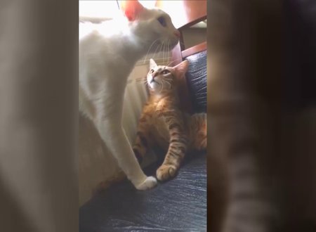 Kiskanc Kedi