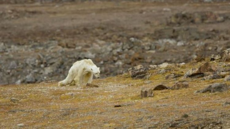 Küresel ısınma öldürüyor