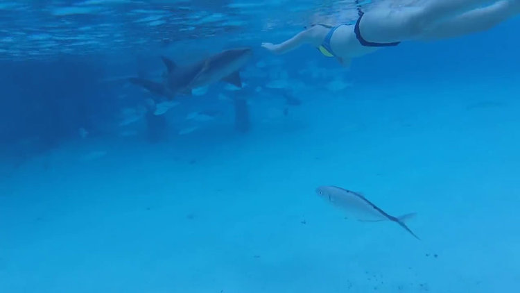 Köpekbalığı böyle saldırdı