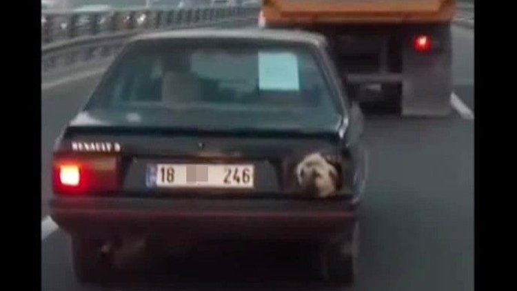 Stop lambasında köpek gezdirdi