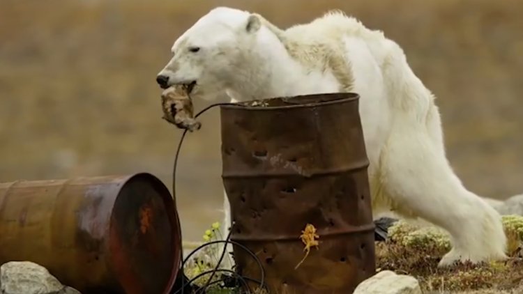 Küresel ısınma nedeniyle kutup ayısının son bulan hayatı