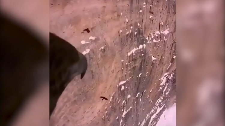 Şahinin sırtındaki kamerayla muhteşem uçuşu