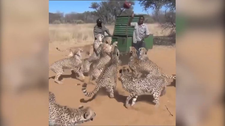 Çitaları elle beslemek