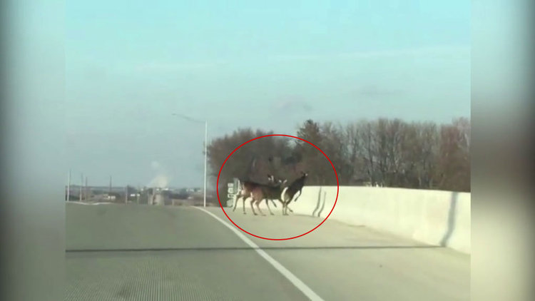 Geyikler köprüden atladı