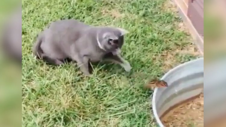 Kediyi trolleyen sincap