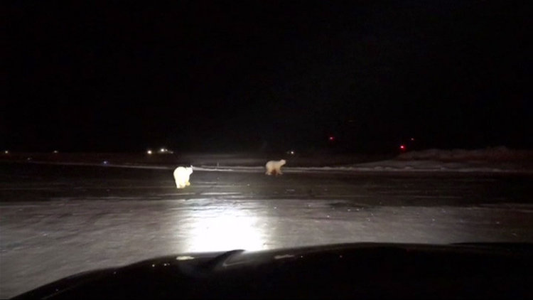 Piste kutup ayısı girdi