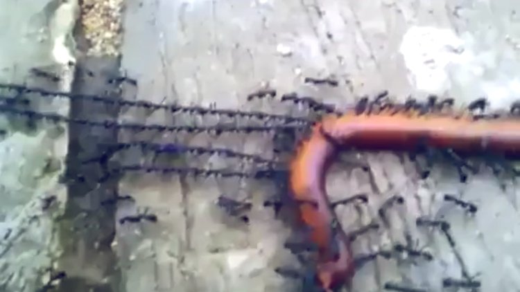 Karıncaların takım çalışması