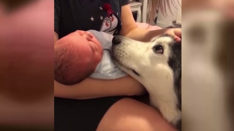 Yeni doğan bebeğin yanından ayrılmayan Husky