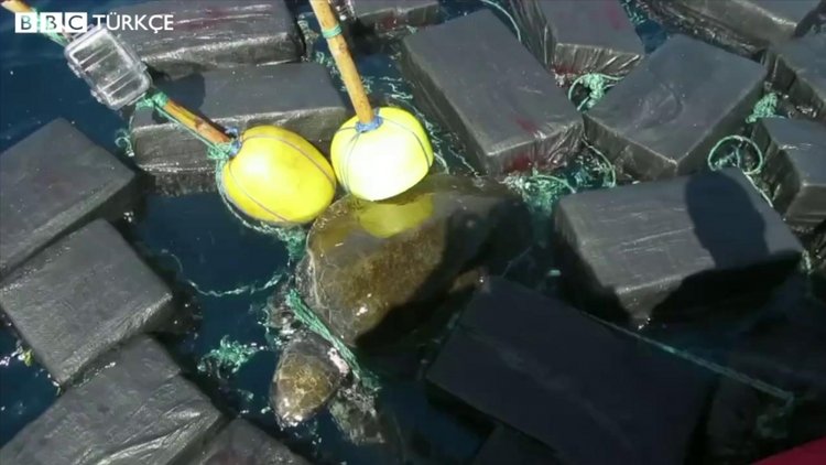 Deniz kaplumbağası üzerinde 816 kg kokain bulundu