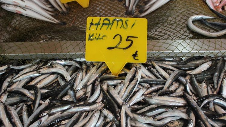 Hamsi cep yakıyor