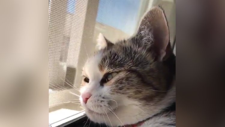 Yavaş çekimde kedi esnemesi