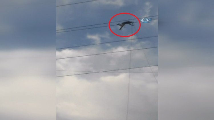 Yüksek gerilim hattında çalışma yapan işçi yürekleri ağızlara getirdi