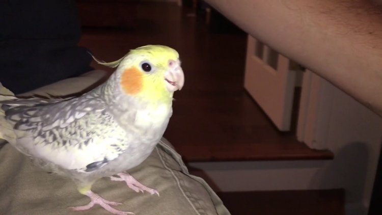 Apple zil sesini taklit eden papağan