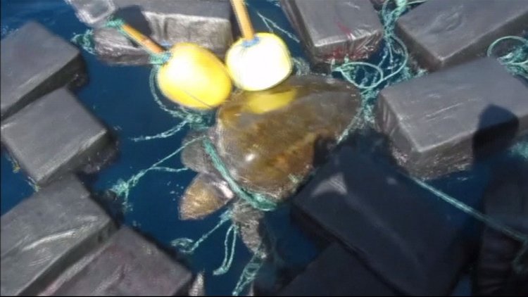 Okyanusta deniz kaplumbağasıyla kokain ticareti