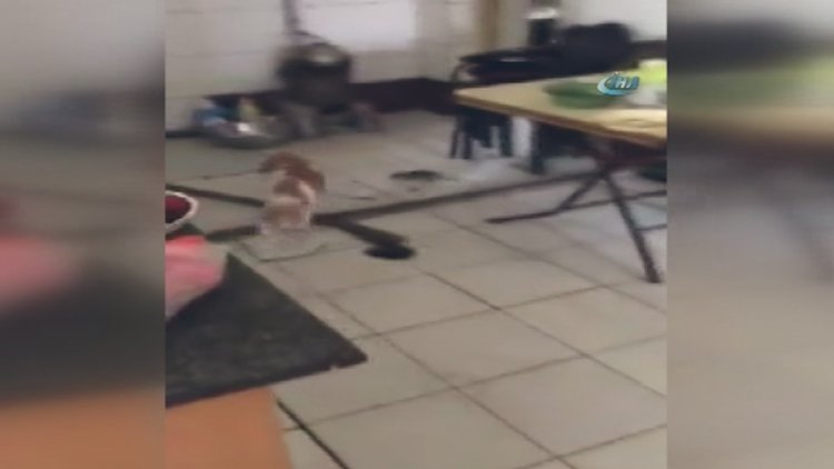 Bu kez fare kediyi kovaladı