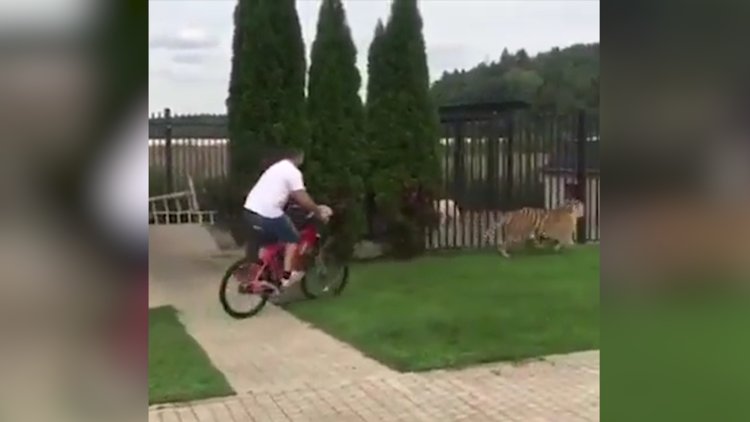 Bisikletle kaplanı kovaladı