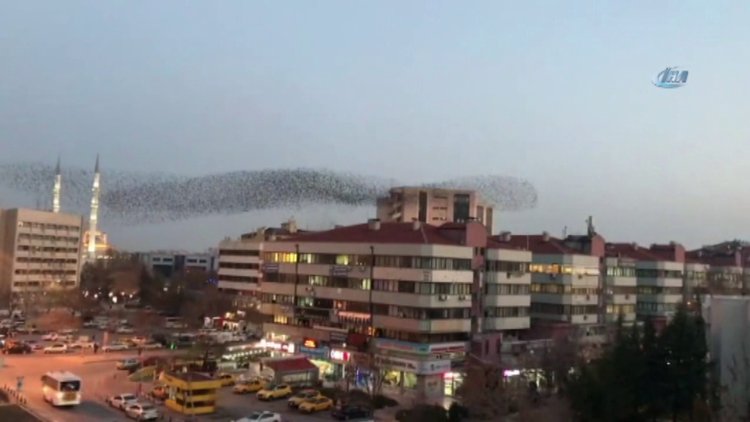 Konya semalarında sığırcık kuşlarının dansı mest etti