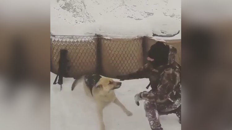 Özel harekat polisinin kurt köpeğiyle yaptığı güreş