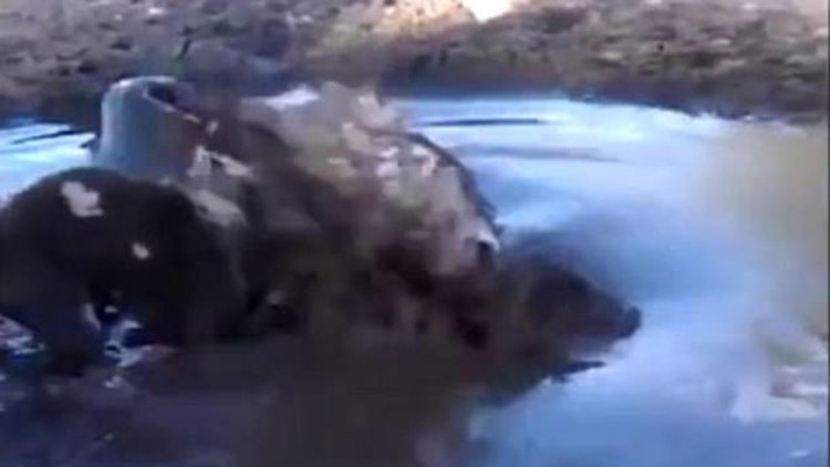 Timsah köpeğe böyle saldırdı