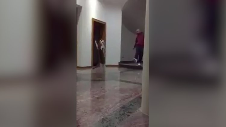 Kediden harika kurtarış