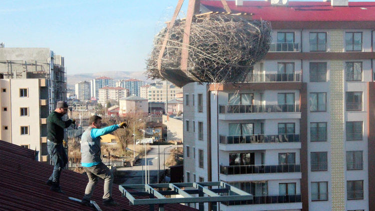 Leylek yuvası vinçle taşındı
