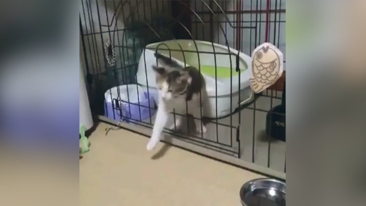 Kafesten kolaylıkla çıkan kedinin sevimli hali