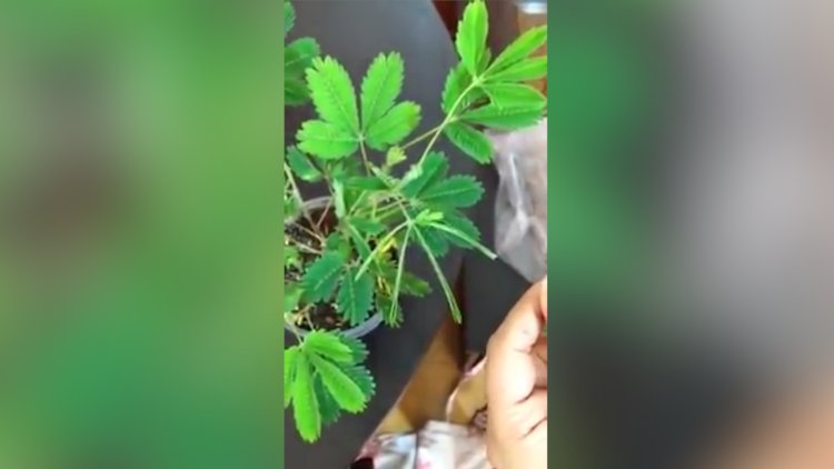 Tehlike anında kendini korumaya alan çiçek